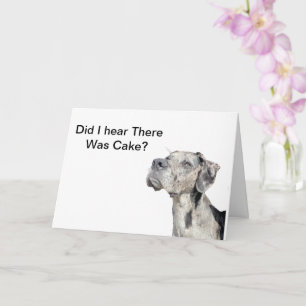 Great Dane Merle - Funny Birthday Karte