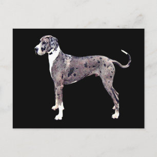 Great Dane Merle 'Heffner' Postkarte