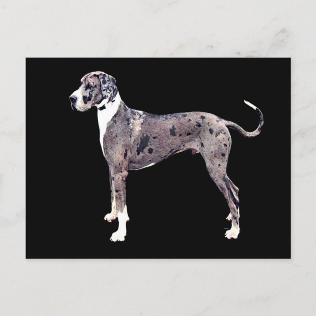 Great Dane Merle 'Heffner' Postkarte (Vorderseite)