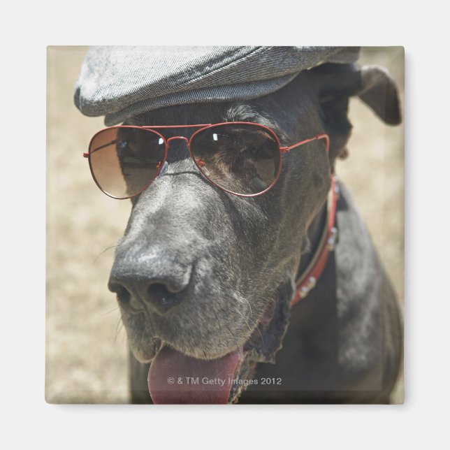 Great Dane mit Hut und Sonnenbrille Magnet (Vorne)