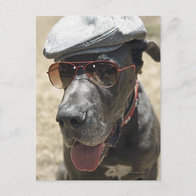 Great Dane mit Hut und Sonnenbrille Postkarte (Vorderseite)