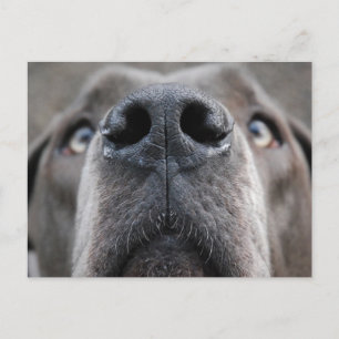 Great Dane Nose Postkarte