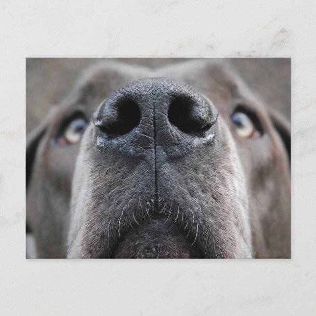 Great Dane Nose Postkarte (Vorderseite)