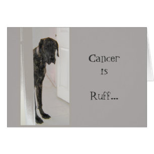 Great Dane Pet Dog Divorce Cancer I'm here for you