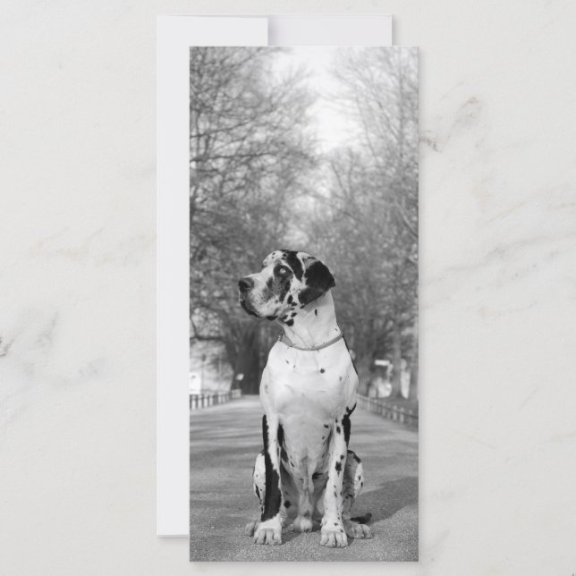 Great Dane Pictures (Vorderseite)