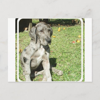 Great Dane Postcard Postkarte