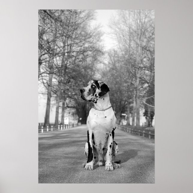 Great Dane Poster (Vorne)
