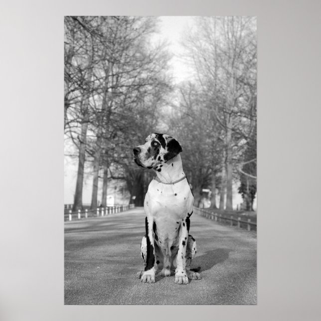 Great Dane Poster (Vorne)