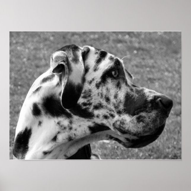 GREAT DANE POSTER (Vorne)