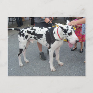 Great Dane Postkarte