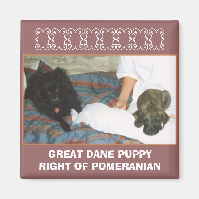 GREAT DANE PUPPY MAGNET (Vorne)