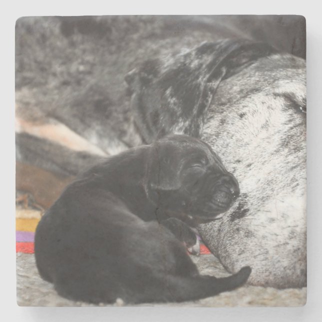 Great Dane Puppy Marble Coaster with square images Steinuntersetzer (Vorderseite)