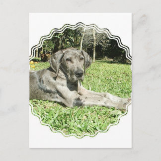 Great Dane Puppy Postkarte