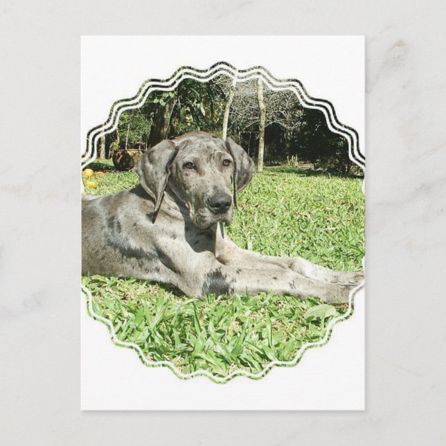 Great Dane Puppy Postkarte (Vorderseite)