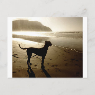Great Dane Puppy Sunset Postkarte