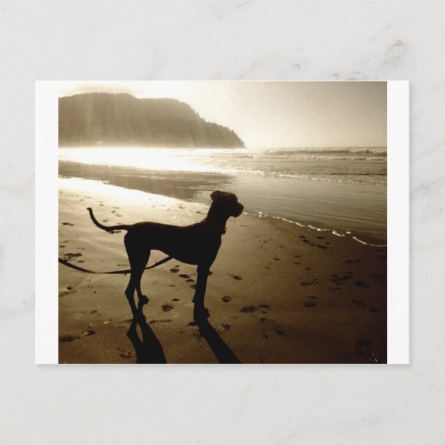 Great Dane Puppy Sunset Postkarte (Vorderseite)