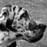 GREAT DANE RECHTECKIGE GÜRTELSCHNALLE<br><div class="desc">Ein wunderschönes Schwarz-Weiß-Fotodesign eines Großen Dane Hundes.</div>