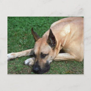 Great Dane Ruhe Postkarte