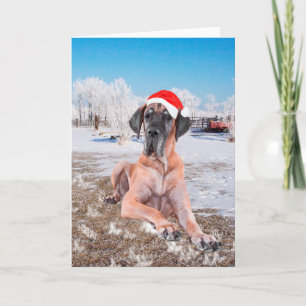 Great Dane Weihnachten