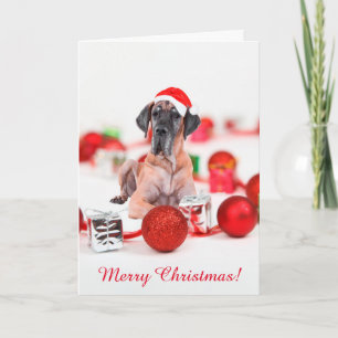Great Dane Weihnachten