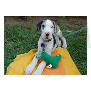 Great Dane Welpe