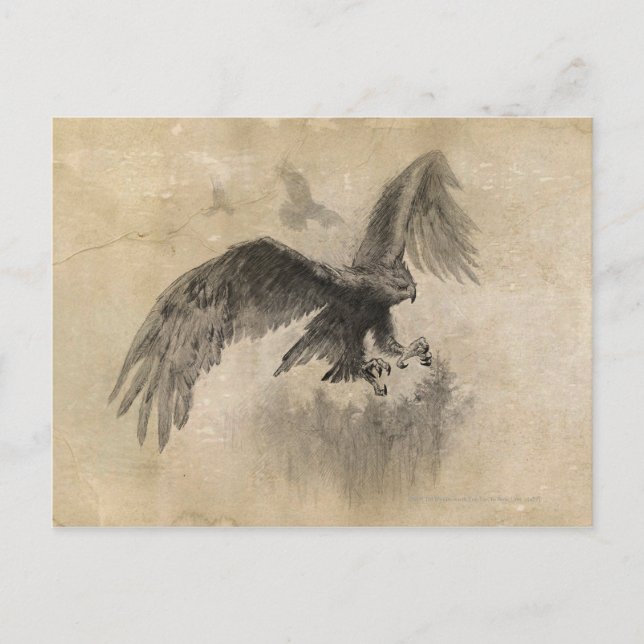 Great Eagles Sketch Postkarte (Vorderseite)