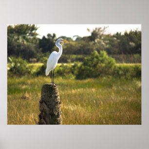 Great Egret Bird auf dem Viera Wetlands Poster