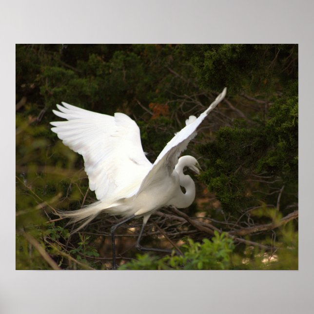 Great Egret Foto Poster (Vorne)