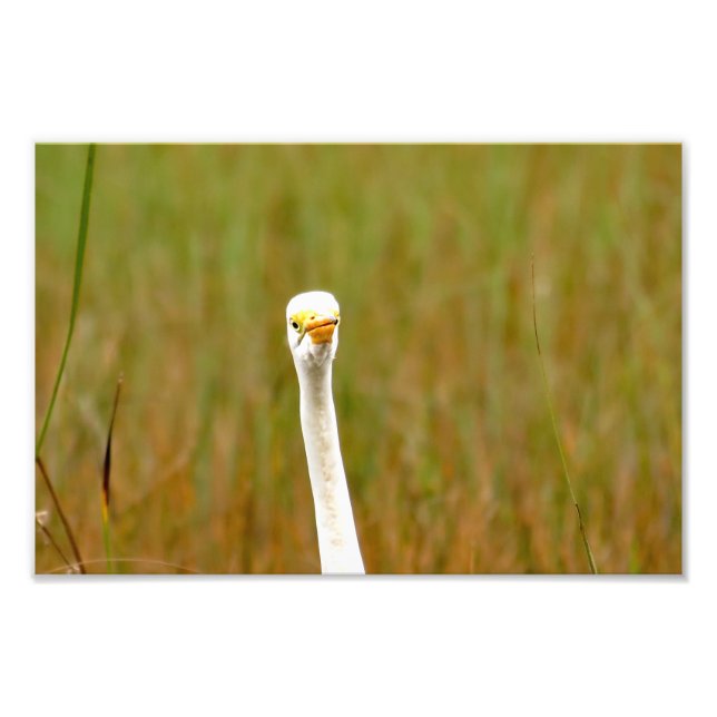 Great Egret Fotodruck (Vorne)