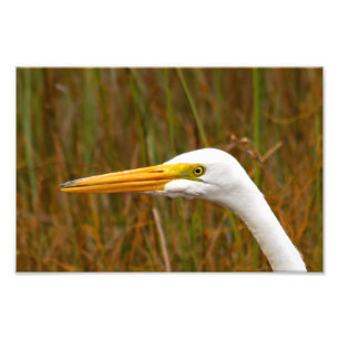 Great Egret Fotodruck