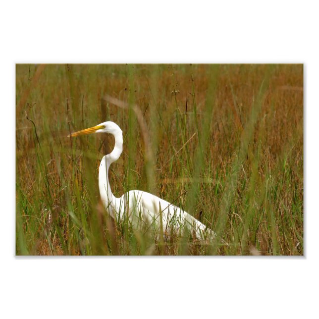 Great Egret Fotodruck (Vorne)