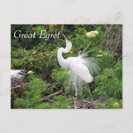 Great Egret - Learning Postcard - Florida Postkarte