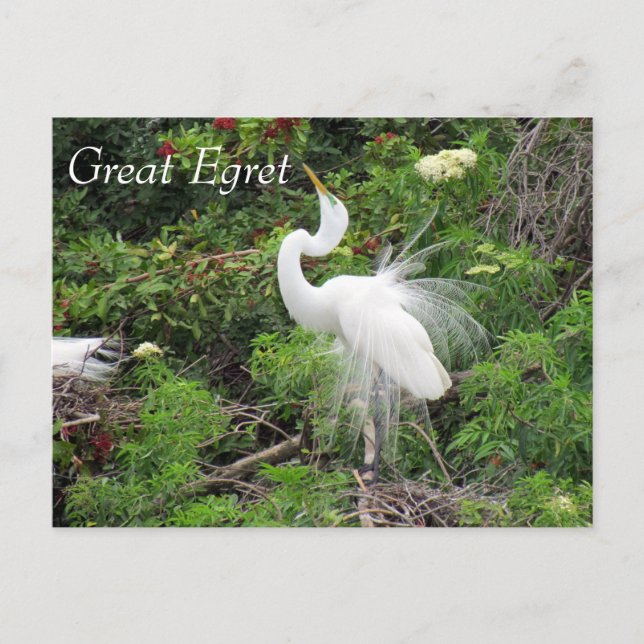 Great Egret - Learning Postcard - Florida Postkarte (Vorderseite)