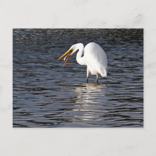 Great Egret Lunch Postkarte