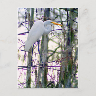 GREAT EGRET POSTCARD POSTKARTE