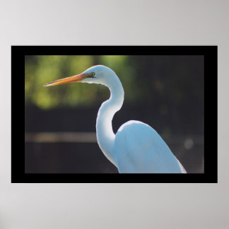 Great Egret Poster