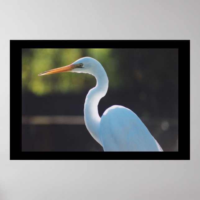 Great Egret Poster (Vorne)