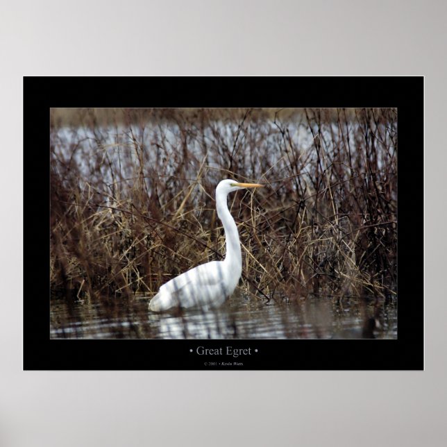Great Egret Poster (Vorne)