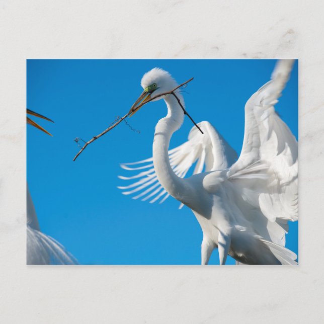 Great Egret Postkarte (Vorderseite)