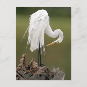 Great Egret Postkarte