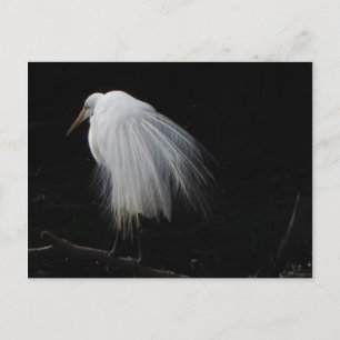 Great Egret Postkarte