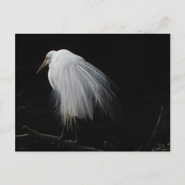 Great Egret Postkarte (Vorderseite)