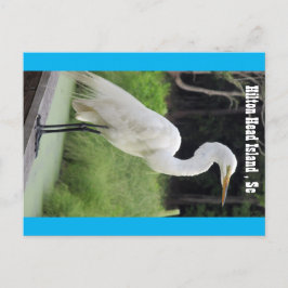 Great Egret Postkarte