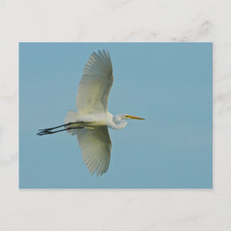 Great Egret Postkarte