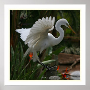 Great Egret Print Poster