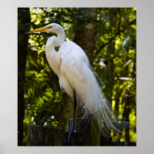 Great Egret Print Poster
