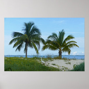 Great Egret, Treascay, Great Abaco Island Poster