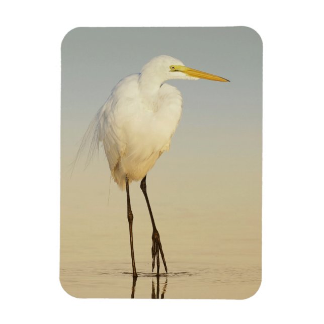 Great Egret Walking Magnet (Vertikal)