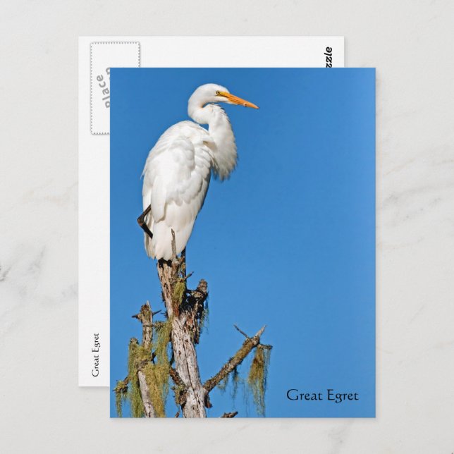 Great Egret Wildlife Series # 22 Postkarte (Vorne/Hinten)