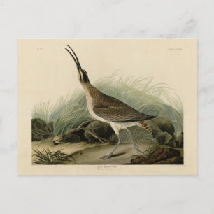 Great Esquimaux Curlew (Hudsonian) Audubon Birds Postkarte